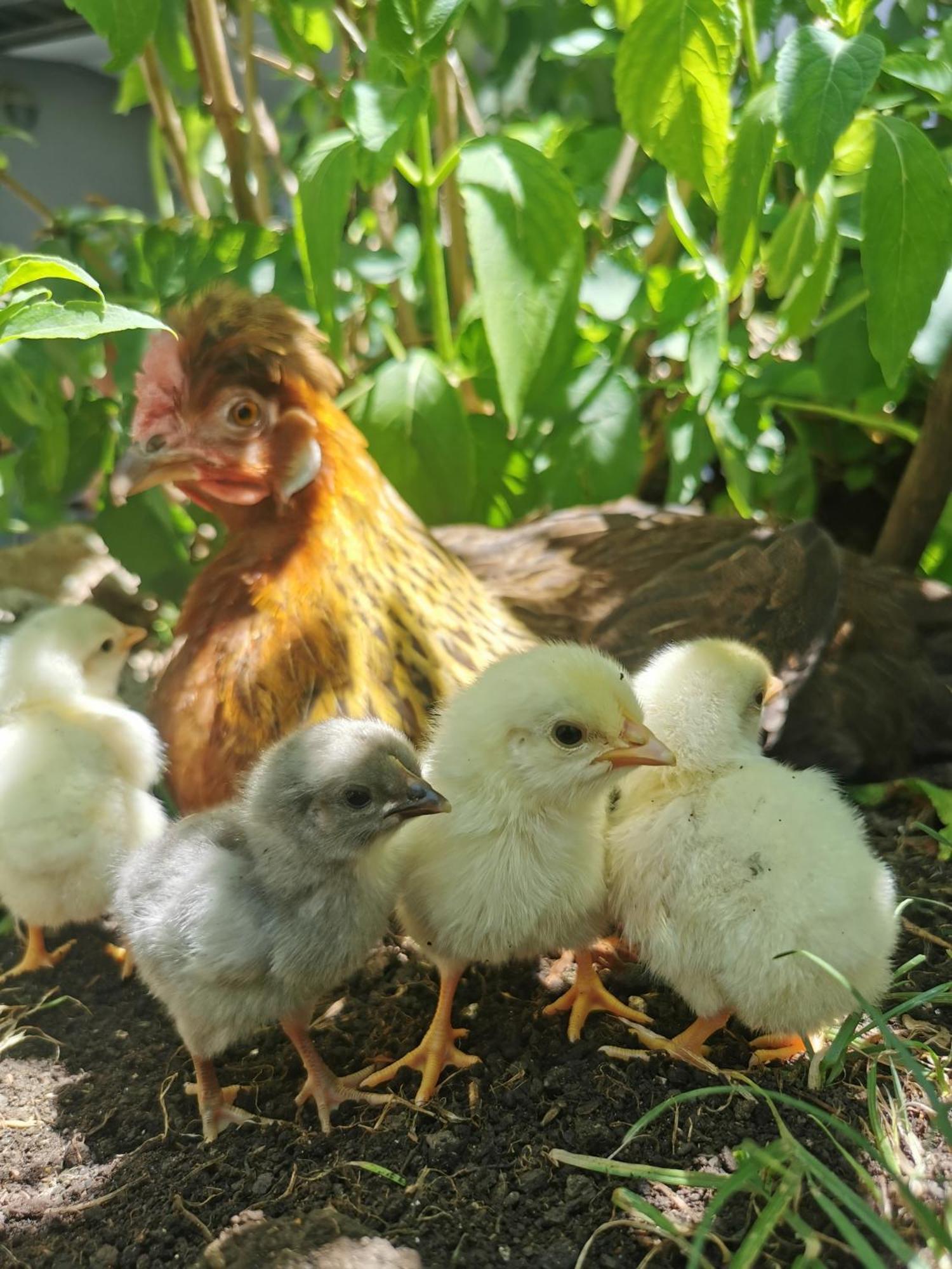 Farm Stay Pri Cepcovih Golac エクステリア 写真
